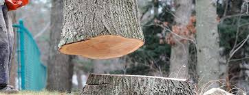 Best Tree and Shrub Care  in Newton, IA